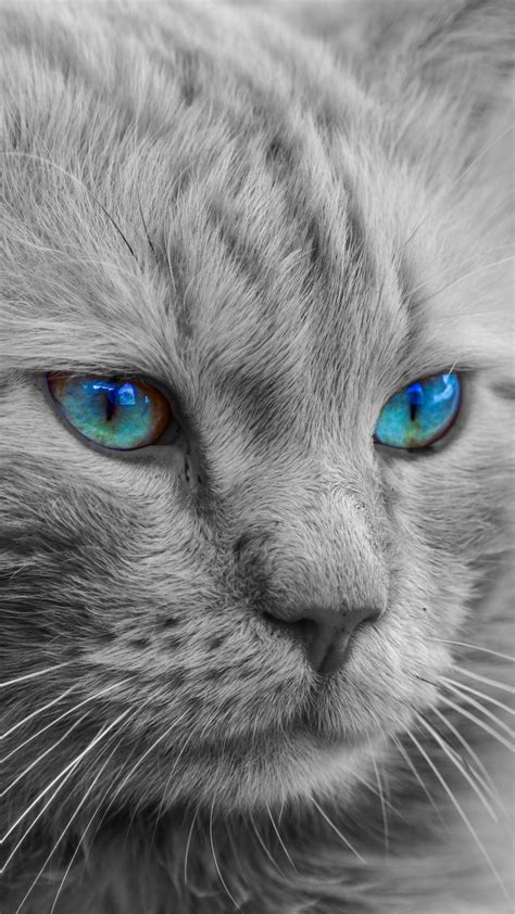 Black cat with blue eyes. Black and white cat with blue eyes wallpaper - backiee
