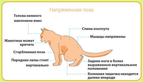Болезни почек у кошек: симптомы, диагностика и лечение