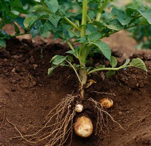 Sweet potatoes are a staple food in many parts of the world. How to grow Vegetables : Vegetable Gardening