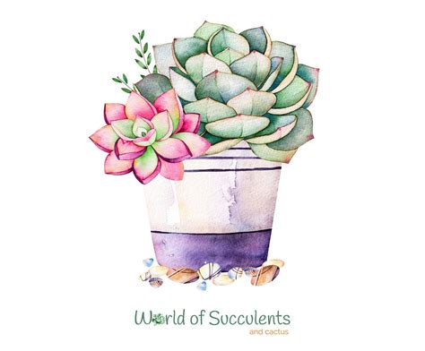 Boho cactus succulents art prints (set of 6) unframed 8x10's. Art, succulents, illustration, printable, plants ...