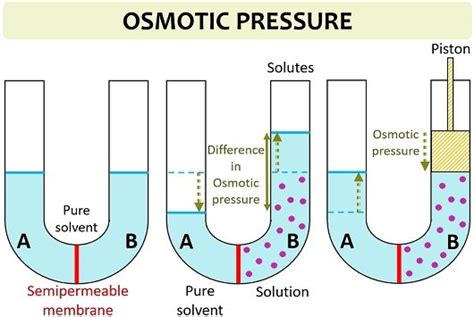 Difference Between Osmotic Pressure And Osmotic Potential With