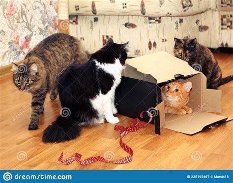 Four Funny Cats Playing With A Cardboard Box Stock Image Image Of