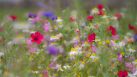 Colorful Summer Flowers In A Blur Background Hd Flowers Wallpapers Hd