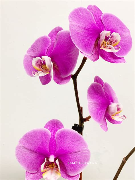 Fuchsia Double Phalaenopsis Orchid In Cliffside Park Nj Esme Flowers