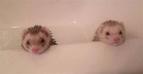 35 Adorable Photos Of Cute Animals Taking Baths