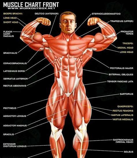 17.09.2017 · muscular system diagram posterior (back) view by sport fitness advisor staff this muscular system diagram shows the major muscle groups from the back or posterior view. Labelled Muscular System Front And Back : Attached to the ...