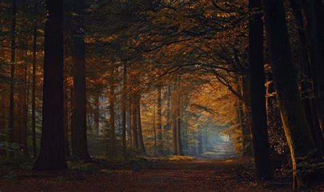 Hintergrundbilder Sonnenlicht Bäume Landschaft Wald Fallen