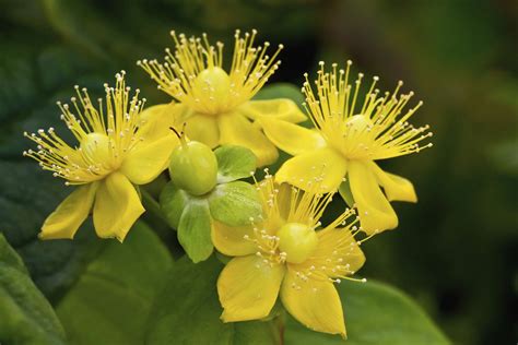 10 Best Shrubs With Yellow Flowers