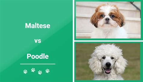Maltese Vs Poodle The Differences With Pictures Pet Keen