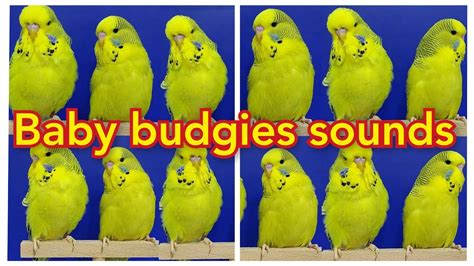 Love Birds Soundsbudgies Singing Budgie Baby Soundsbudgie Mating