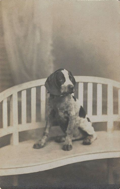 From Bendale Collection Vintage Dog Pointer Puppies Dog Photos