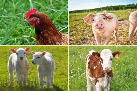 Farmed Animal Collage Small The Elated Vegan