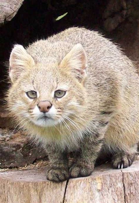 7 Best Iriomote Cat Images Cats Small Wild Cats Cat Species