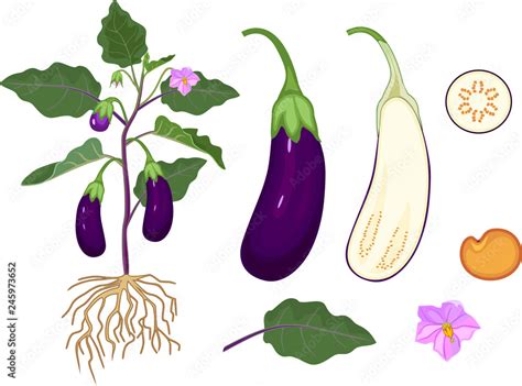 Parts Of Plant Morphology Of Eggplant With Fruits Green Leaves And