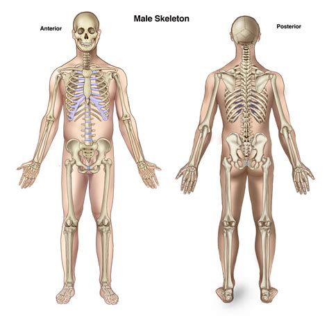 The bones of the body come in a variety of sizes and shapes. Basic Anatomy for Trial Lawyers: The Human Skeleton ...
