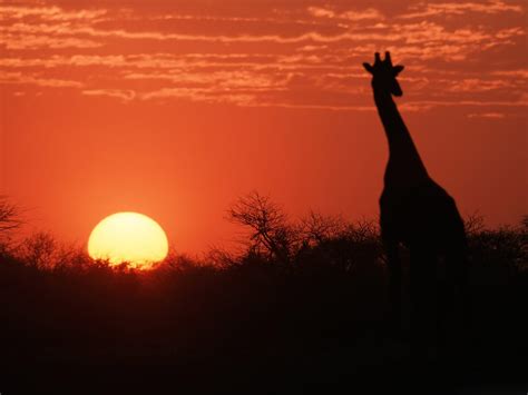African Wildlife Desktop Wallpaper Wallpapersafari Com