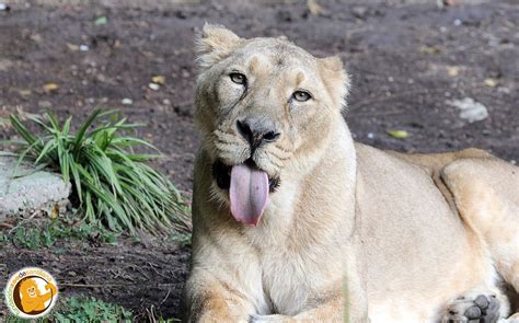 Grandes Felinos