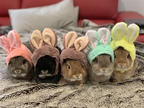 Just 5 Cute Little Bunnies And Their Normal Ears Rrabbits