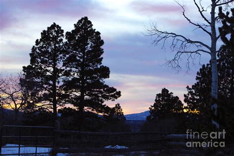 Ponderosa Pine Sunset Silhouette Photograph By Dale Jackson Fine Art