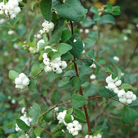 Snowberry For Sale Online The Tree Center