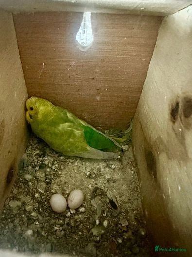 Breeding Pairs And Budgies For Sale London Pets4homes