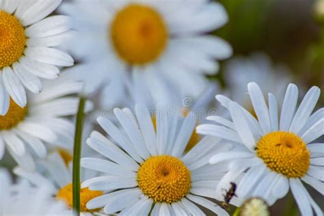 Many Marguerites On A Meadow Of Flowers In The Garden With Nice White