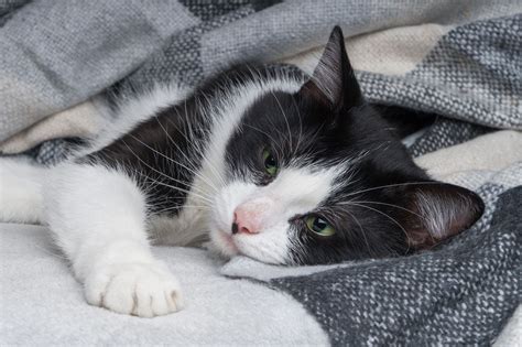 Feline 9 1 1 Identifying Signs That Your Cat Is Sick Cat Care Of Vinings