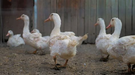 Close Up Duck In Farm At Daytime Stock Video Footage Storyblocks