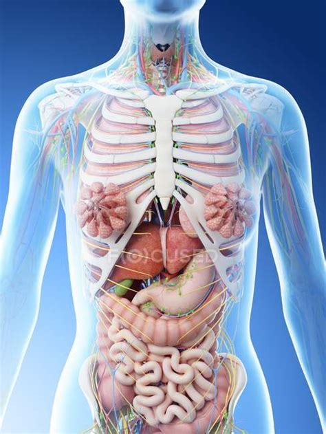 Female Upper Body Anatomy And Internal Organs Computer Illustration