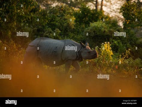 Indian One Horned Rhino In Manas National Park Stock Photo Alamy