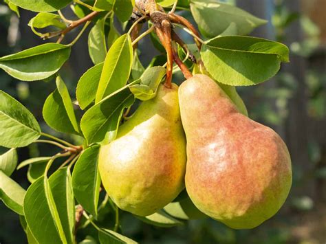 14 Dwarf Fruit Trees To Create A Mini Orchard On Your Patio