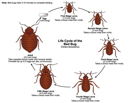 How To Kill Bed Bugs Erdyes Pest Control