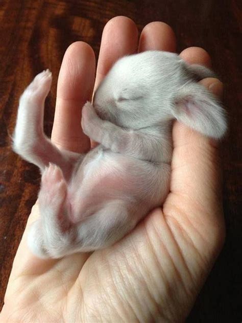 Baby Bunny From Most Adorable Pictures Cute Animals Cute Baby