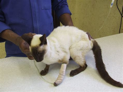 Her front legs were working but she lost control of her back legs, let some urine out. Question and Answer - Kidney Failure