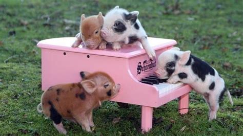 22 Micro Pigs Who Are Having A Better Day Than You Cute Baby Pigs