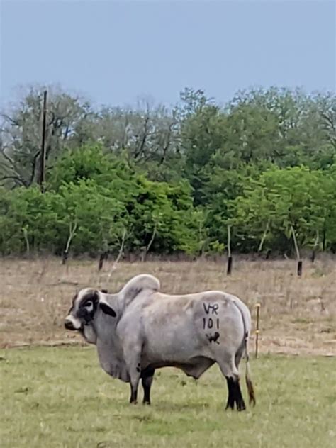 Gringo Sardo Negro Brahma Bull At The Vhr Ranch In Ledbetter Tx Brahma
