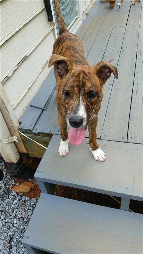 After typing in some basic information, the app, known as finding rover, will scan a database of more than a million rescued or found animals that could be a match. Helping Lost Pets | Dog - Mix - Reunited