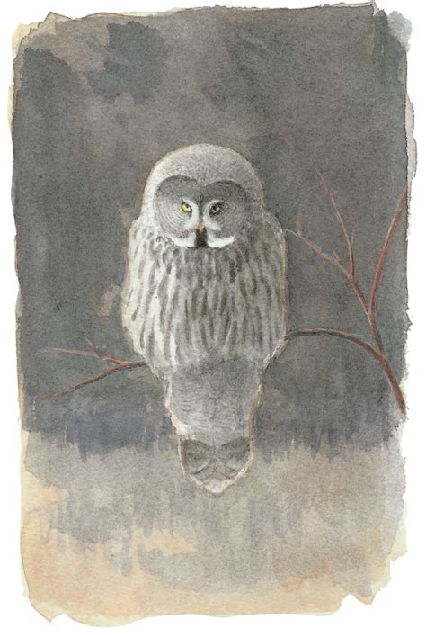 Lapland Owl - The Sound Approach