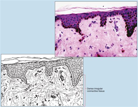 Chapter 3 Connective Tissue Proper Histology An Identification Manual