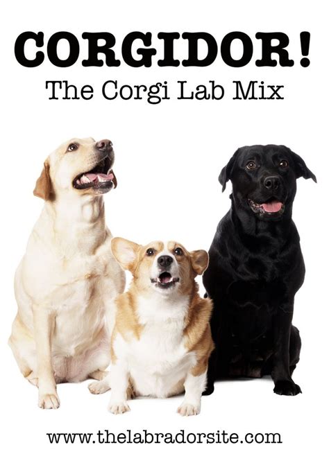 Corgi Lab Mix A Complete Guide To The Corgidor