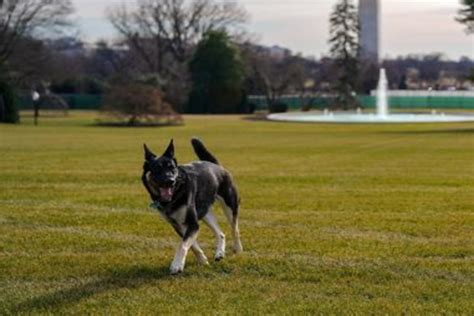 In this file photo from march 31, president joe biden and first lady jill biden's dog champ is seen on the south lawn of the white house in washington file: President Biden's family dog Major involved in second ...