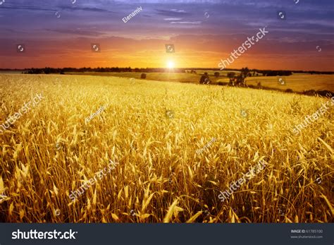 Colorful Sunset Over Wheat Field Stock Photo 61785100 Shutterstock