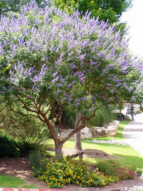 Best 25 Lilac Tree Ideas On Pinterest Prune Lilac Bush