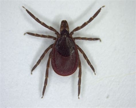 How To Avoid Lyme Disease While Ticks Are Hungry In Fall Ontario