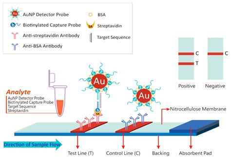 Lateral Flow Test Facts Behind Shortage Of Covid Rapid Antigen Test In Eu Lateral Flow