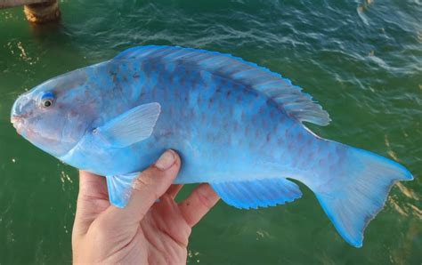 Ben Cantrells Fish Species Blog Fl Shameless Lifelisting Part 5 The