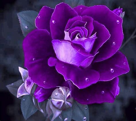 Tuyển Chọn Hơn 300 Purple Rose Wallpaper Mới Nhất đẹp Nhất Tải Miễn Phí