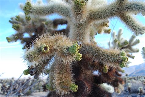 The trail is in a location dominated by opuntia bigelovii. Cholla Cactus up close and personal. Joshua Tree National ...