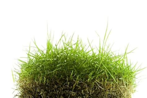 How to flatten your zoysia lawn. How to Eliminate Zoysia Grass from Your Lawn - Girard on Girard