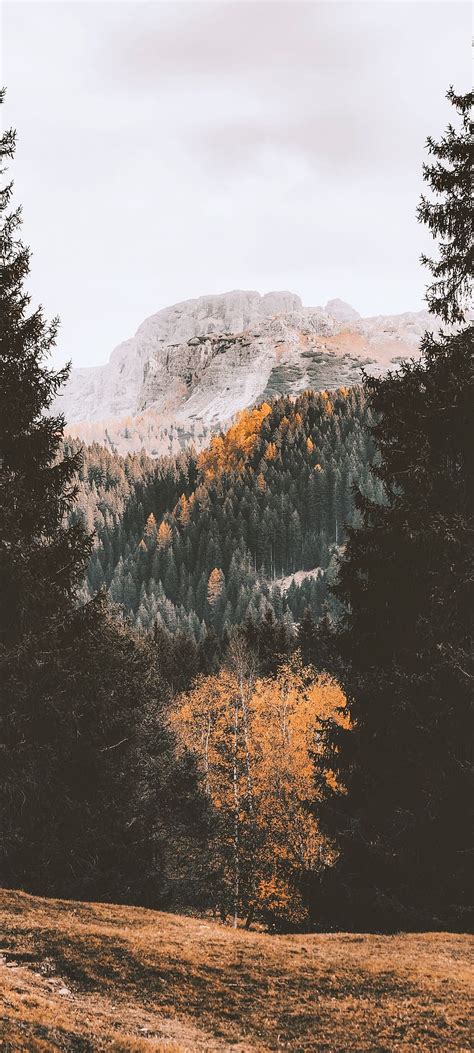 1920x1080px 1080p Free Download Mountains Autumn Forest Mountain
